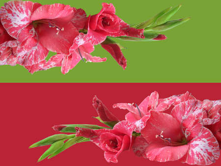 pink flowers on green and red background for decoration の写真素材