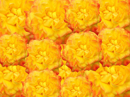 yellow roses for decoration over background の写真素材