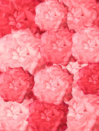 red roses for decoration over background の写真素材