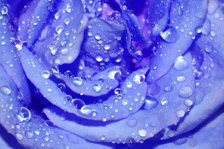 close-up blue rose with drops of water の写真素材