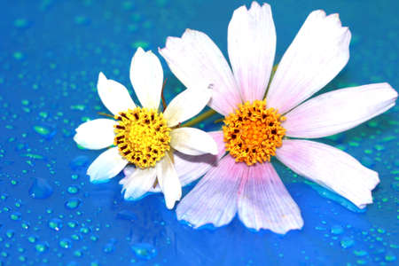 close-up of chamomile with water drop, macro 