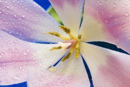 Close-up of pink tulip with water drops の写真素材