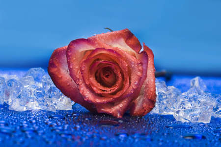 ice with rose on blue background の写真素材