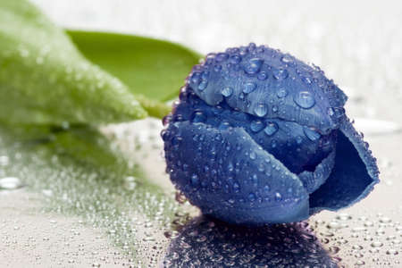 blue tulip with water drops の写真素材