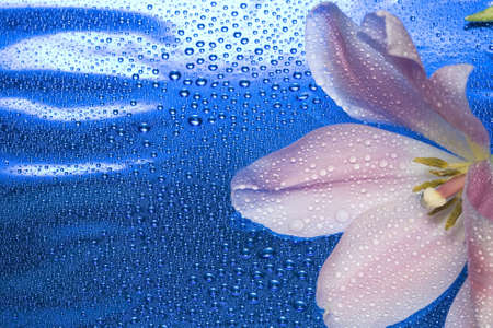 tulip with water drops on blue の写真素材