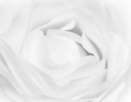 close up of white rose の写真素材