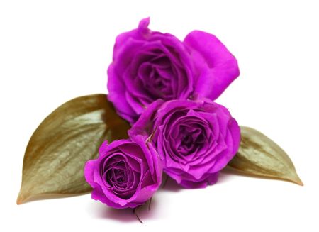 violet roses over white background の写真素材