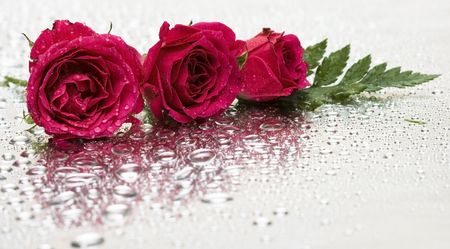 red roses with water drops の写真素材