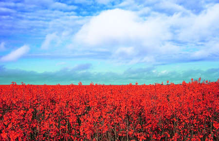 meadow with many yellow flowers の写真素材