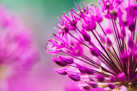 abstract violet flowers on field の写真素材