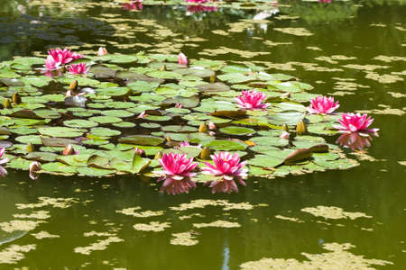 beautiful pink water lily (lotus) の写真素材
