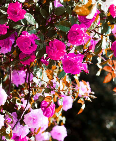 bush with many pink roses の写真素材