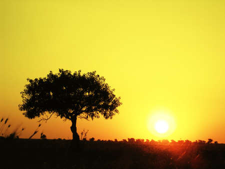 lonely tree on a field in the evening の写真素材