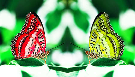 red and yellow butterflies on leaf の写真素材