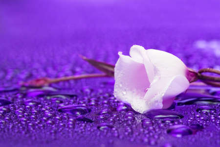 white flower with water droplets の写真素材