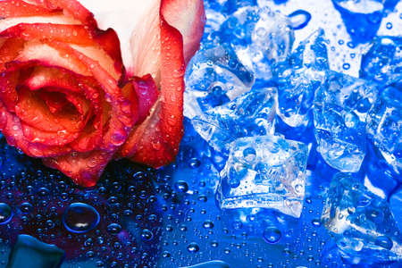 ice with rose on blue background の写真素材