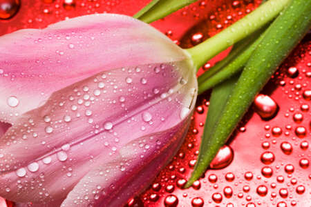 pink tulip with water droplets の写真素材