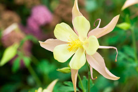 yellow flower in the field の写真素材