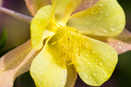 yellow flower in the field の写真素材