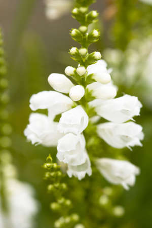 white flowers on green field の写真素材