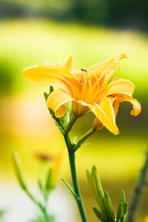 orange lily on yellow field の写真素材