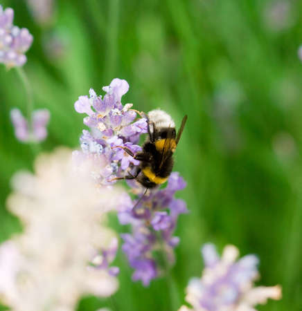 Bee on a violet flower 