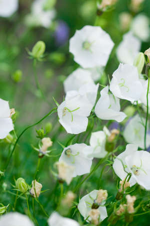 white flowers on green field の写真素材