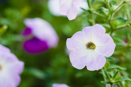 pink flowers on green field の写真素材