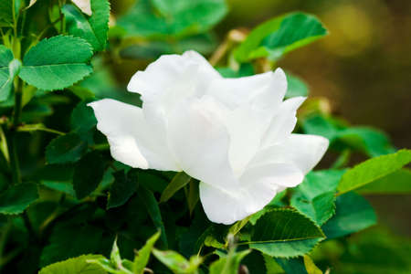 white rose on green field (shallow DOF) の写真素材