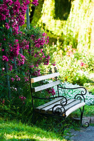 bench in the garden with roses の写真素材
