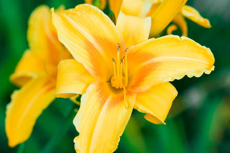 yellow lily on green flowerbad の写真素材