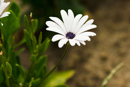 white flower on green field の写真素材