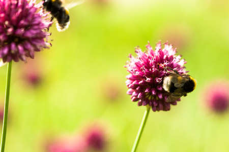 Bee on a pink flower の写真素材