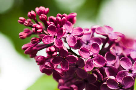 bunch of violet lilac flower  