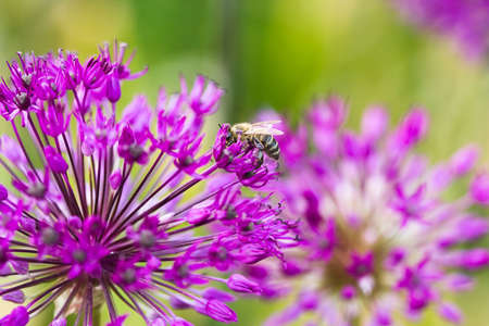 Bee on a violet flower の写真素材