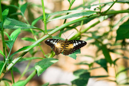 butterfly on the green field の写真素材