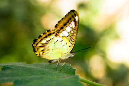 yellow butterfly on a green leaf の写真素材