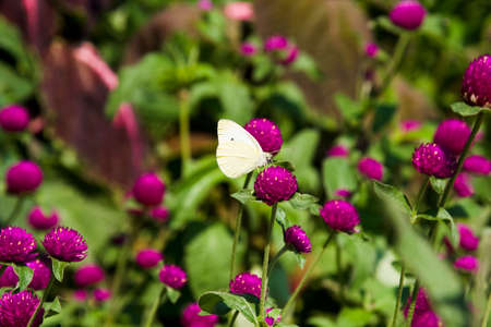 white butterfly on the field with pink flowers の写真素材