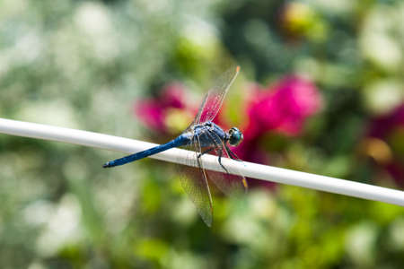 dragon-fly on the field with pink flowers の写真素材