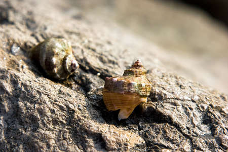 hermits in cockleshells on a stone at a sea の写真素材