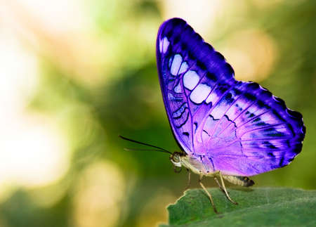 blue butterfly on a green leaf の写真素材