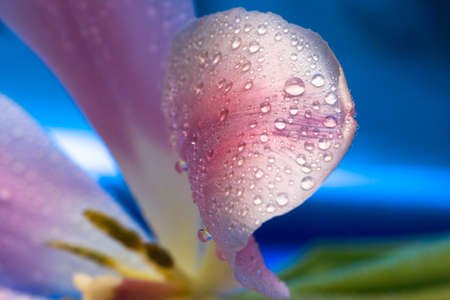 pink petals of flower with drop of water の写真素材