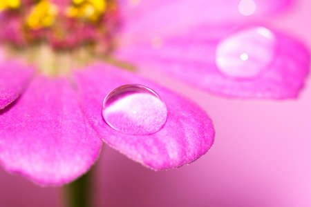 close-up petals of flower with water drop, macro (shallow DOF) の写真素材