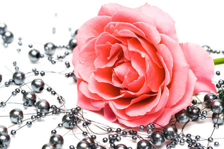 pink rose with beads on white background の写真素材