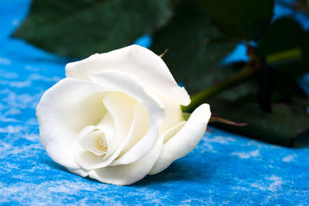 white rose on blue background の写真素材