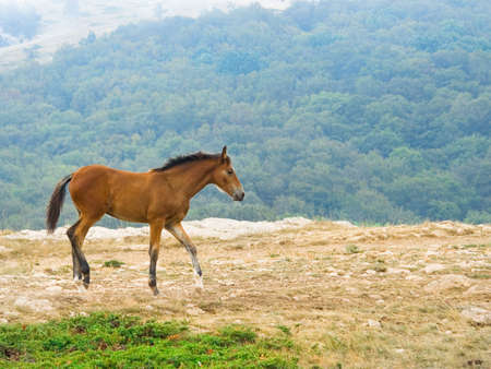 horse hurrying on the field in mountains の写真素材
