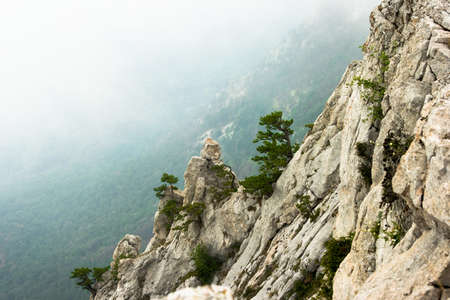 beautiful landscape (big mountain and trees) の写真素材