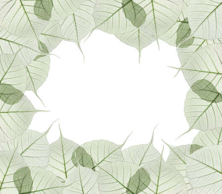 green leaves isolated on white background の写真素材