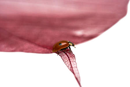 ladybug sitting on pink leaf の写真素材