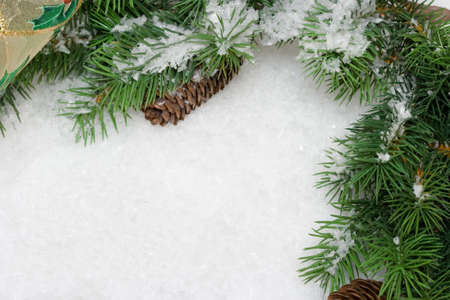 branch of Christmas tree on white snow 